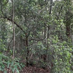 Trochocarpa laurina (Axebreaker) at Pappinbarra, NSW - 11 Nov 2024 by jonvanbeest