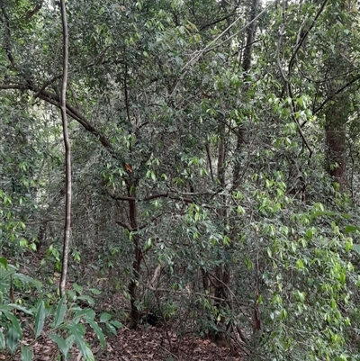 Trochocarpa laurina (Axebreaker) at Pappinbarra, NSW - 11 Nov 2024 by jonvanbeest