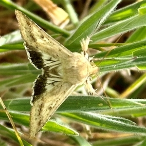 Helicoverpa punctigera at Bonner, ACT - 10 Nov 2024 10:37 AM