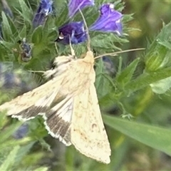 Helicoverpa punctigera at Bonner, ACT - 10 Nov 2024 10:37 AM