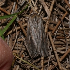 Persectania ewingii (Southern Armyworm) at Freshwater Creek, VIC - 4 Nov 2024 by WendyEM