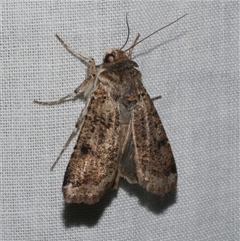 Agrotis porphyricollis (Variable Cutworm) at Freshwater Creek, VIC - 4 Nov 2024 by WendyEM