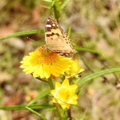 Vanessa kershawi (Australian Painted Lady) at Bonner, ACT - 9 Nov 2024 by KMcCue