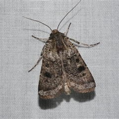 Agrotis porphyricollis (Variable Cutworm) at Freshwater Creek, VIC - 4 Nov 2024 by WendyEM