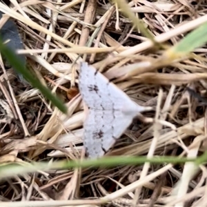 Dichromodes estigmaria at Kambah, ACT - 7 Nov 2024