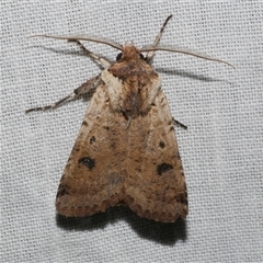 Agrotis porphyricollis (Variable Cutworm) at Freshwater Creek, VIC - 4 Nov 2024 by WendyEM