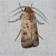 Agrotis porphyricollis (Variable Cutworm) at Freshwater Creek, VIC - 4 Nov 2024 by WendyEM