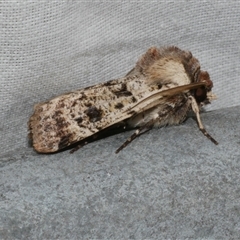 Agrotis porphyricollis (Variable Cutworm) at Freshwater Creek, VIC - 4 Nov 2024 by WendyEM