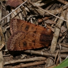 Agrotis porphyricollis (Variable Cutworm) at Freshwater Creek, VIC - 4 Nov 2024 by WendyEM