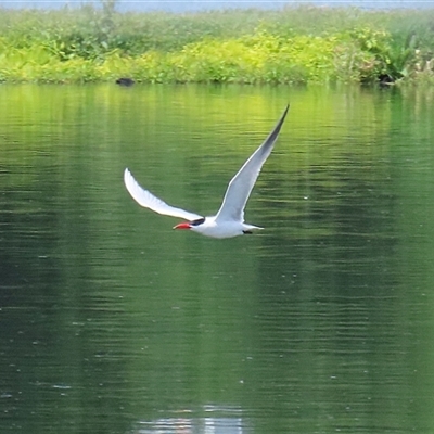 Hydroprogne caspia (Caspian Tern) at Fyshwick, ACT - 10 Nov 2024 by RodDeb