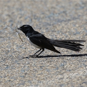 Rhipidura leucophrys at Fyshwick, ACT - 10 Nov 2024 11:53 AM