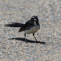 Rhipidura leucophrys at Fyshwick, ACT - 10 Nov 2024 11:53 AM