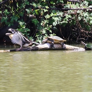 Anhinga novaehollandiae at Fyshwick, ACT - 10 Nov 2024