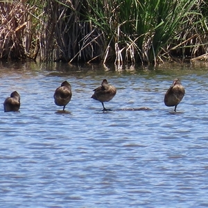 Stictonetta naevosa at Fyshwick, ACT - 10 Nov 2024