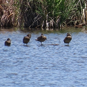 Stictonetta naevosa at Fyshwick, ACT - 10 Nov 2024