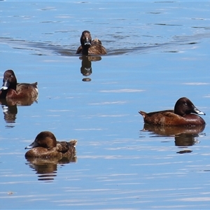 Aythya australis at Fyshwick, ACT - 10 Nov 2024