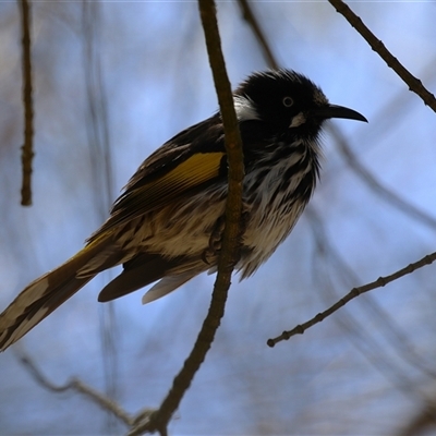 Phylidonyris novaehollandiae (New Holland Honeyeater) at Fyshwick, ACT - 10 Nov 2024 by RodDeb