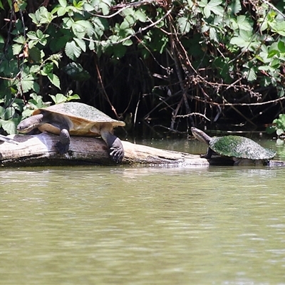 Emydura macquarii (Macquarie Turtle) at Fyshwick, ACT - 10 Nov 2024 by RodDeb