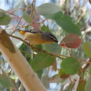 Pardalotus punctatus at Fyshwick, ACT - 10 Nov 2024