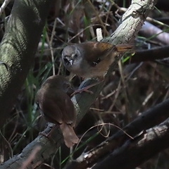 Sericornis frontalis (White-browed Scrubwren) at Fyshwick, ACT - 10 Nov 2024 by RodDeb