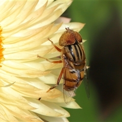 Eristalinus punctulatus at Acton, ACT - 10 Nov 2024