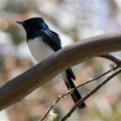 Myiagra cyanoleuca (Satin Flycatcher) at Mount Clear, ACT - 8 Nov 2024 by SWishart