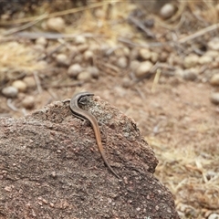 Morethia boulengeri (Boulenger's Skink) at Greenway, ACT - 11 Nov 2024 by LinePerrins