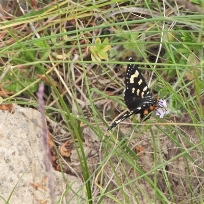 Phalaenoides tristifica (Willow-herb Day-moth) at Greenway, ACT - 11 Nov 2024 by LineMarie