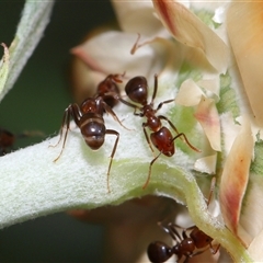 Papyrius sp. (genus) at Acton, ACT - suppressed