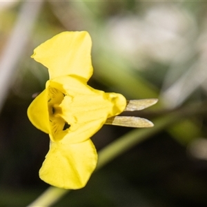 Diuris monticola at Mount Clear, ACT - suppressed