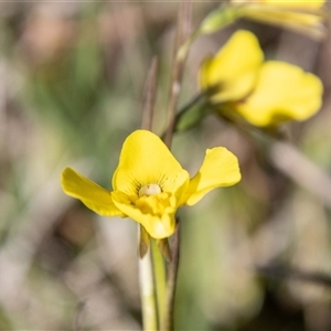 Diuris monticola at Mount Clear, ACT - suppressed