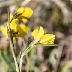 Diuris monticola at Mount Clear, ACT - suppressed