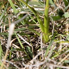 Diuris monticola at Mount Clear, ACT - suppressed