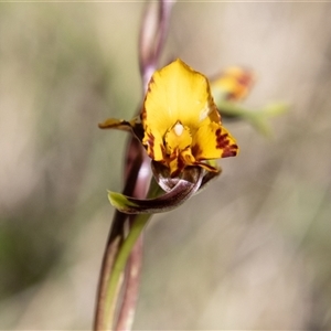 Diuris semilunulata at Mount Clear, ACT - suppressed