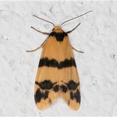 Thallarcha chrysochares (Tiger Footman) at Melba, ACT - 6 Nov 2024 by kasiaaus