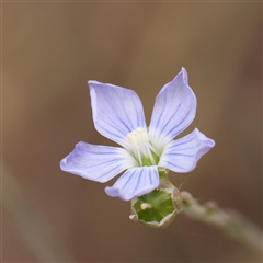 Linum marginale (Native Flax) at Gundaroo, NSW - 11 Nov 2024 by ConBoekel