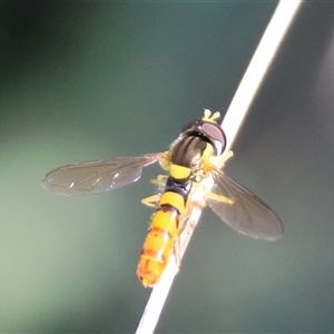 Sphaerophoria macrogaster at Mongarlowe, NSW - suppressed