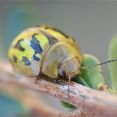 Paropsisterna obliterata at Mongarlowe, NSW - suppressed