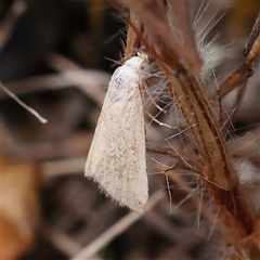 Earias chlorodes (Pale Earias) at Gundaroo, NSW - 11 Nov 2024 by ConBoekel