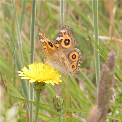 Junonia villida (Meadow Argus) at Gundaroo, NSW - 11 Nov 2024 by ConBoekel