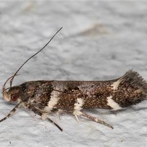 Macrobathra ceraunobola at Melba, ACT - 6 Nov 2024 11:13 PM