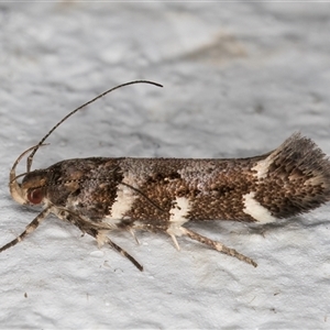 Macrobathra ceraunobola at Melba, ACT - 6 Nov 2024 11:13 PM