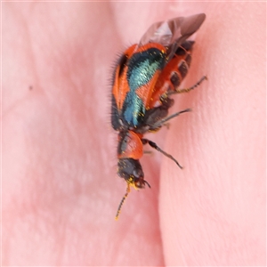 Dicranolaius villosus at Gundaroo, NSW - 11 Nov 2024