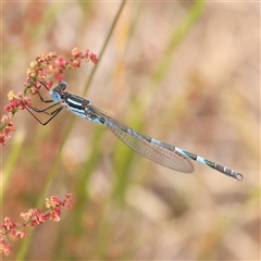 Austrolestes annulosus (Blue Ringtail) at Gundaroo, NSW - 11 Nov 2024 by ConBoekel