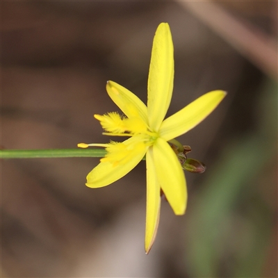 Tricoryne elatior (Yellow Rush Lily) at Gundaroo, NSW - 11 Nov 2024 by ConBoekel