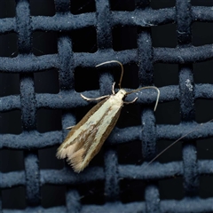 Opogona stenocraspeda (Tineidae) at Harrison, ACT - 10 Nov 2024 by DPRees125