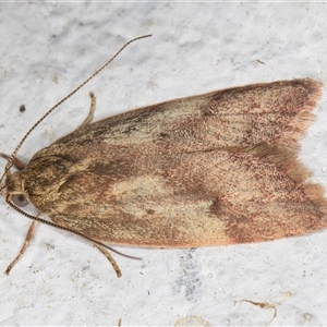 Oligoloba severa at Melba, ACT - 6 Nov 2024 11:14 PM