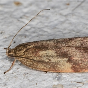 Oligoloba severa at Melba, ACT - 6 Nov 2024 11:14 PM