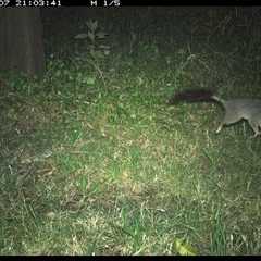 Phascogale tapoatafa (Brush-tailed Phascogale) at Tyndale, NSW - 7 Nov 2024 by Topwood