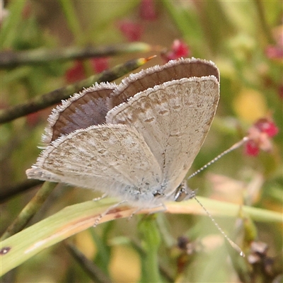 Zizina otis (Common Grass-Blue) at Gundaroo, NSW - 11 Nov 2024 by ConBoekel